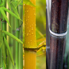 Bamboo Plants, Yellow, Green