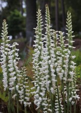 Spiranthes  🌱 Lady's