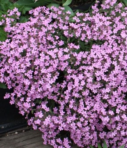 Rock soapwort tumbling - ,