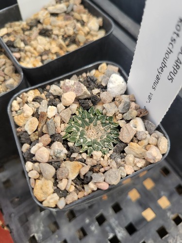 Ariocarpus kotschoubeyanus