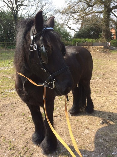 Driving harness cob - driving,