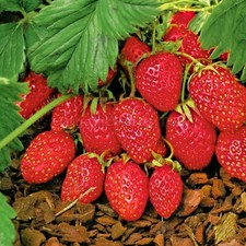 Fruit - Strawberry Alpine