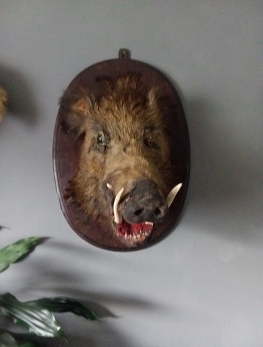 Vintage taxidermy european - vintage,