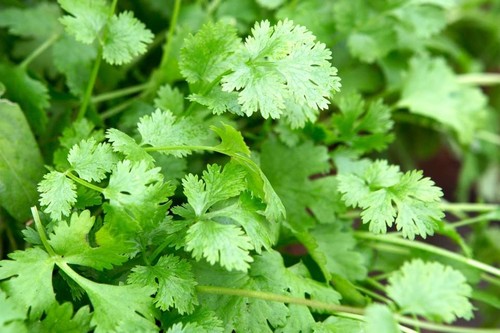 Coriander seeds grow your - grow, own