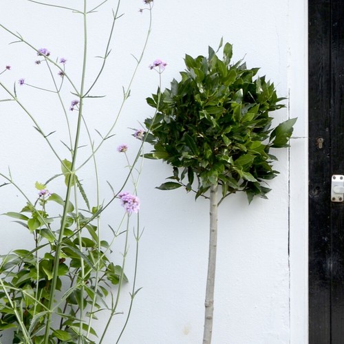 Suttons bay tree plants decor - suttons,