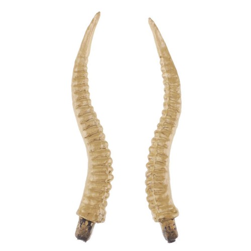 Antelope sheep horn - 8\\\",