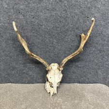 Fallow Buck Deer Skull