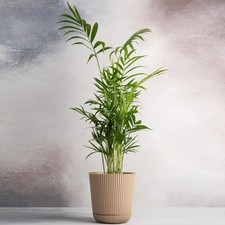 Parlour palm large indoor - palm,
