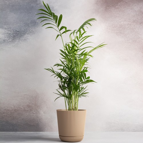 Parlour palm large indoor - parlour,