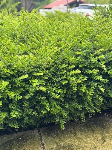 Lonicera nitida box hedging - box,