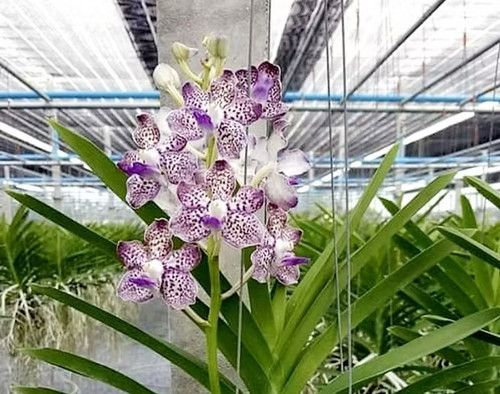 Rare vanda pda - pda., kyra