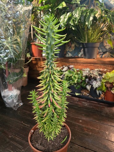 55cm tall eve needle - eve's,