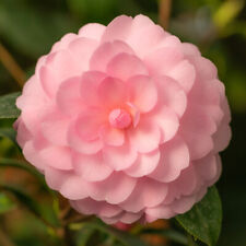 Camellia Happy Birthday 6.5L Patio Pot Pink Flowers Great Gift Idea!