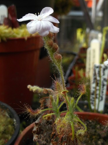 Drosera scorpioides pygmy - scorpioides-,