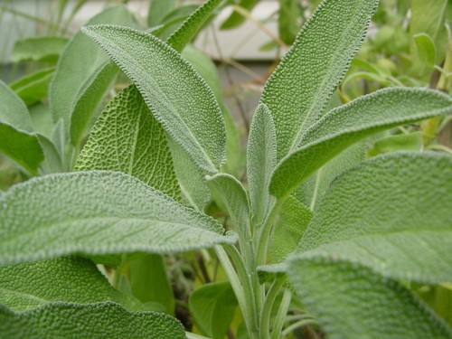Broadleaf sage salvia - broadleaf, sage,