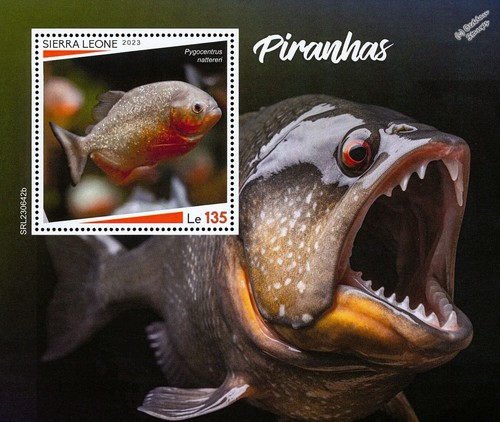 Piranhas piranha fish - fish, fishes