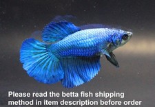 Live Betta Fish Pet Fancy Super Blue HM Female Girl Quality Grade Plakat Breeder