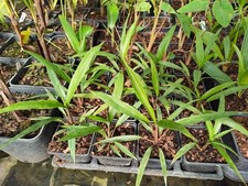 Cordyline neocaledonica - 9 cm