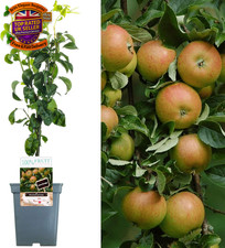 Patio Fruit Tree Collection |