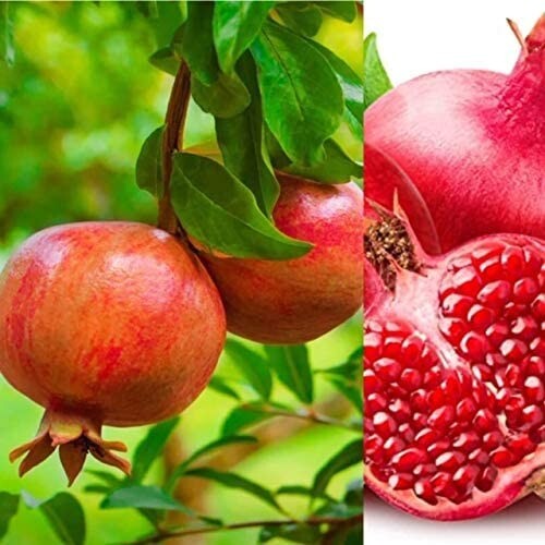 Pomegranate plants in 9cm - plants,