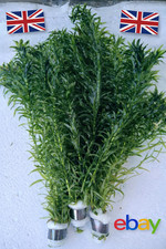 3 x XL  Bunches Elodea Densa -