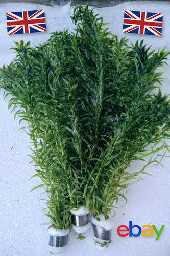 Bunches elodea densa - 3,