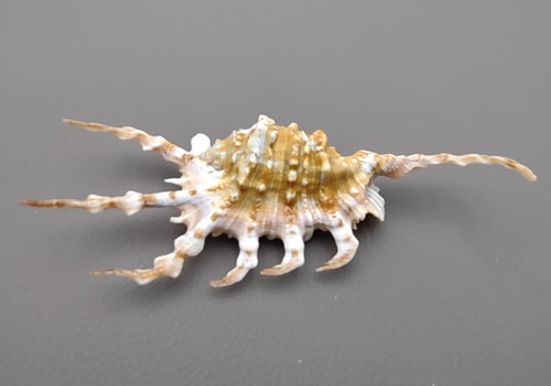 Scorpion spider conch seashell - conch,