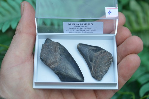 Real megalodon sharks - x,