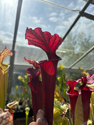 Sarracenia giant red moorei - giant,