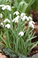 Galanthus 'S. Arnott' x 3