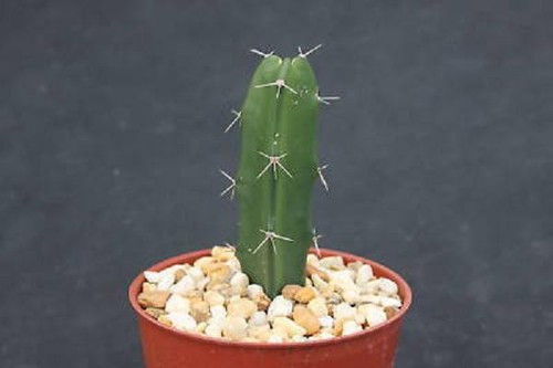 Acanthocereus tetragonus