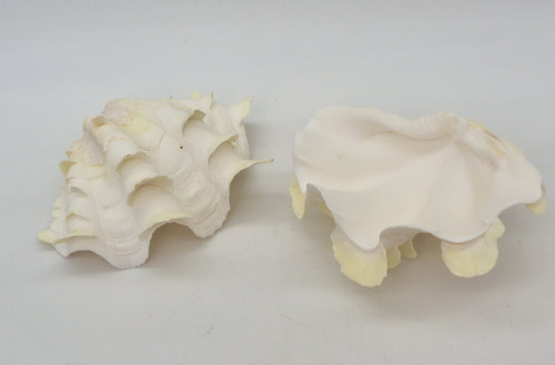 Vintage whole fluted ruffled - whole,