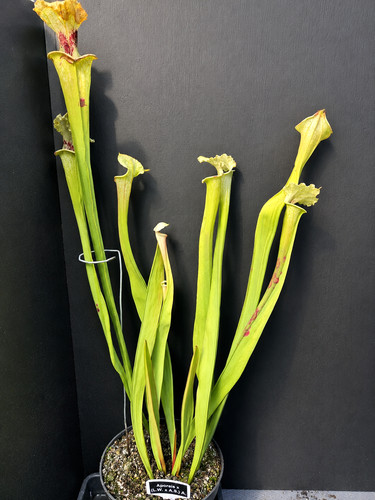 Sarracenia aporais leah - sarracenia,
