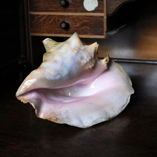Large decorative queen conch - decorative,