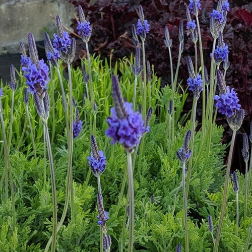 Lavender pinnata plug - lavender, plants
