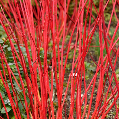 Cornus alba sibirica - cornus,