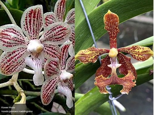 Rare vanda jennae - vanda, x