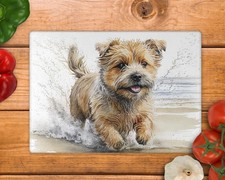 Norfolk Terrier Running Beach