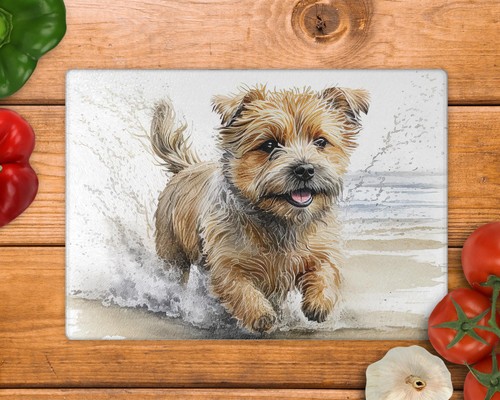 Norfolk terrier running beach - running,