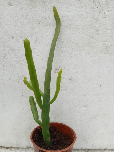 Epiphyllum rhipsalis boliviana