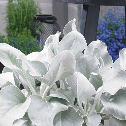 Senecio angel wings large - angel,