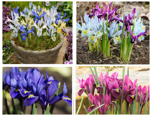 Iris reticulata mixed - iris,