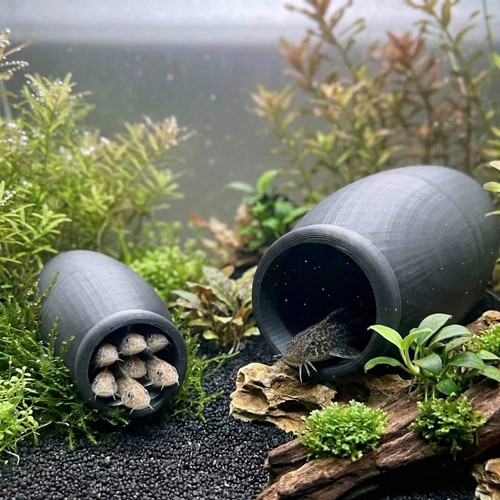 Threaded pleco cichlid - pleco,