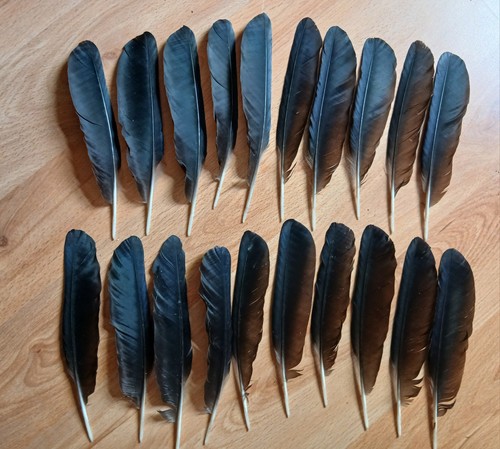 Crow wing feathers - 20,