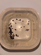 Indian Stick Insect Eggs x10