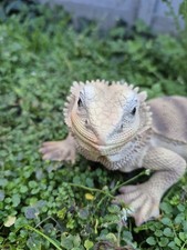 Bearded Dragon Reptile Garden
