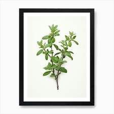 Thyme Vintage Botanical Herbs