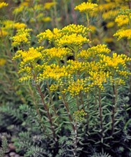 6 Sedum Reflexum Succulent