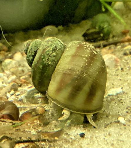 Large mystery snail asian - large,