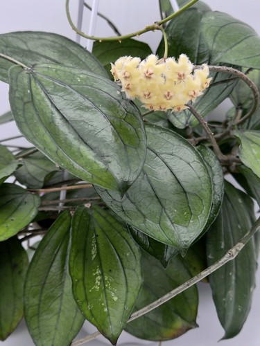 Rare hoya erythrina long - erythrina,
